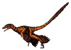 † Sinornithosaurus millenii(vor etwa 130,7 bis 112,9 Millionen Jahren)